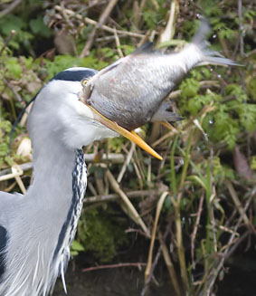 Blauwereiger_brasem291207U